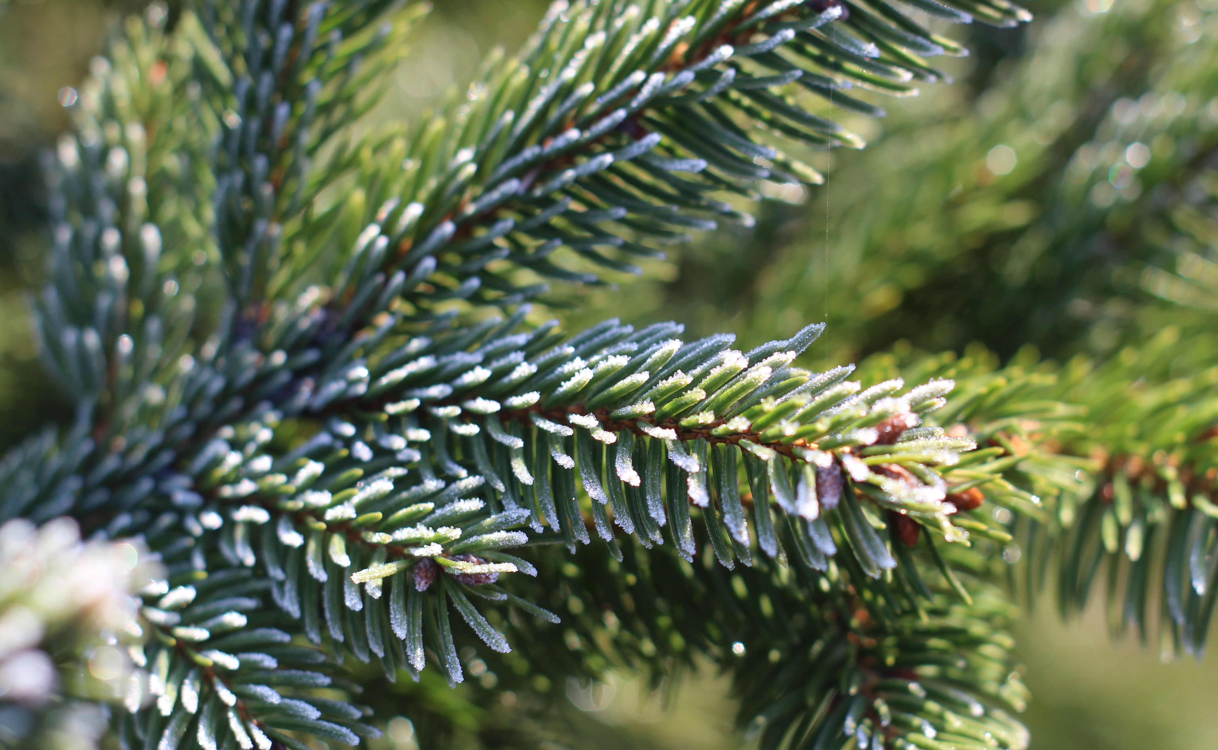 Frosty Pine Needles Close-Up in Winter Sunlight · Free Stock Photo