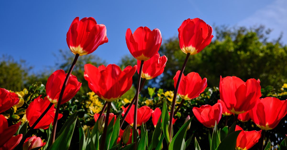 Les Meilleures Plantes à Fleurs pour Éveiller Votre Jardin