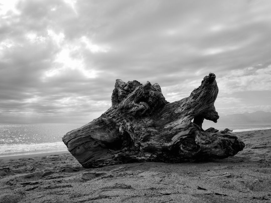A weathered driftwood stump rests on a sandy beach beneath dramatic skies, creating a rustic seaside scene.