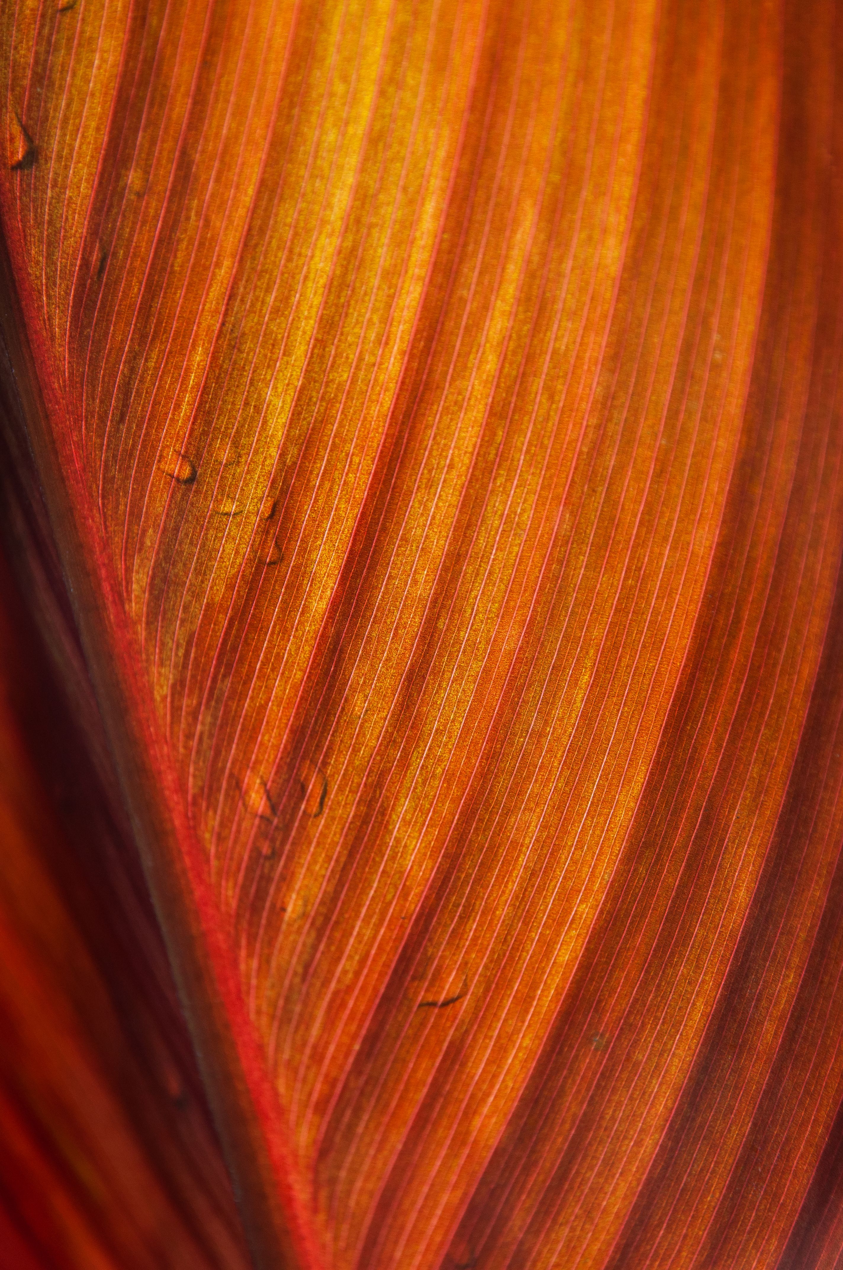 Detailed macro shot showcasing the vibrant colors and textures of a red leaf.