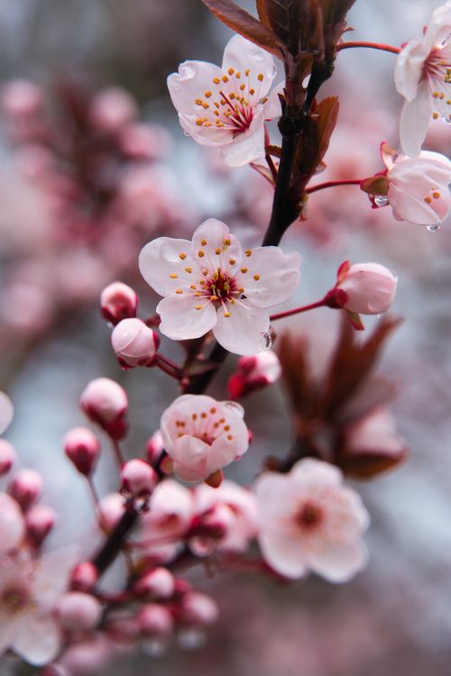 Free Delicate pink cherry blossoms in full bloom captivate in springtime beauty. Perfect for seasonal floral imagery. Stock Photo