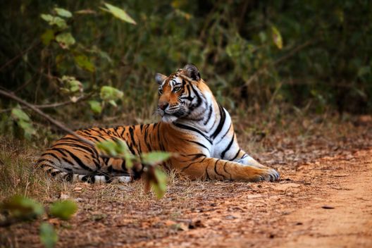 Sariska Tiger Reserve
