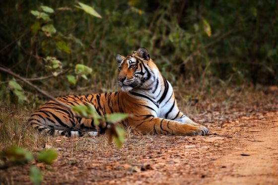 Sariska Tiger Reserve