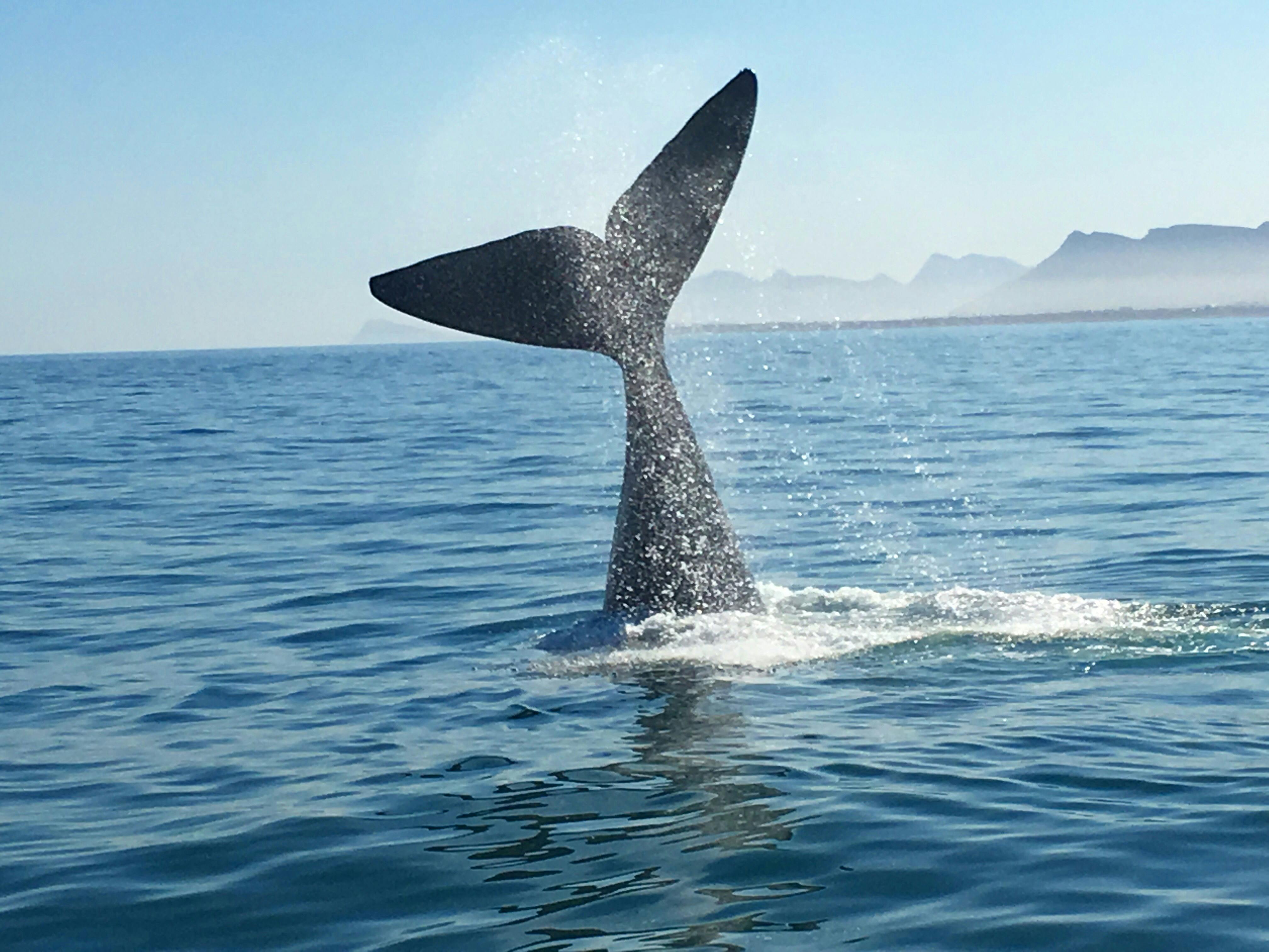 クジラ 鯨の無料の写真素材