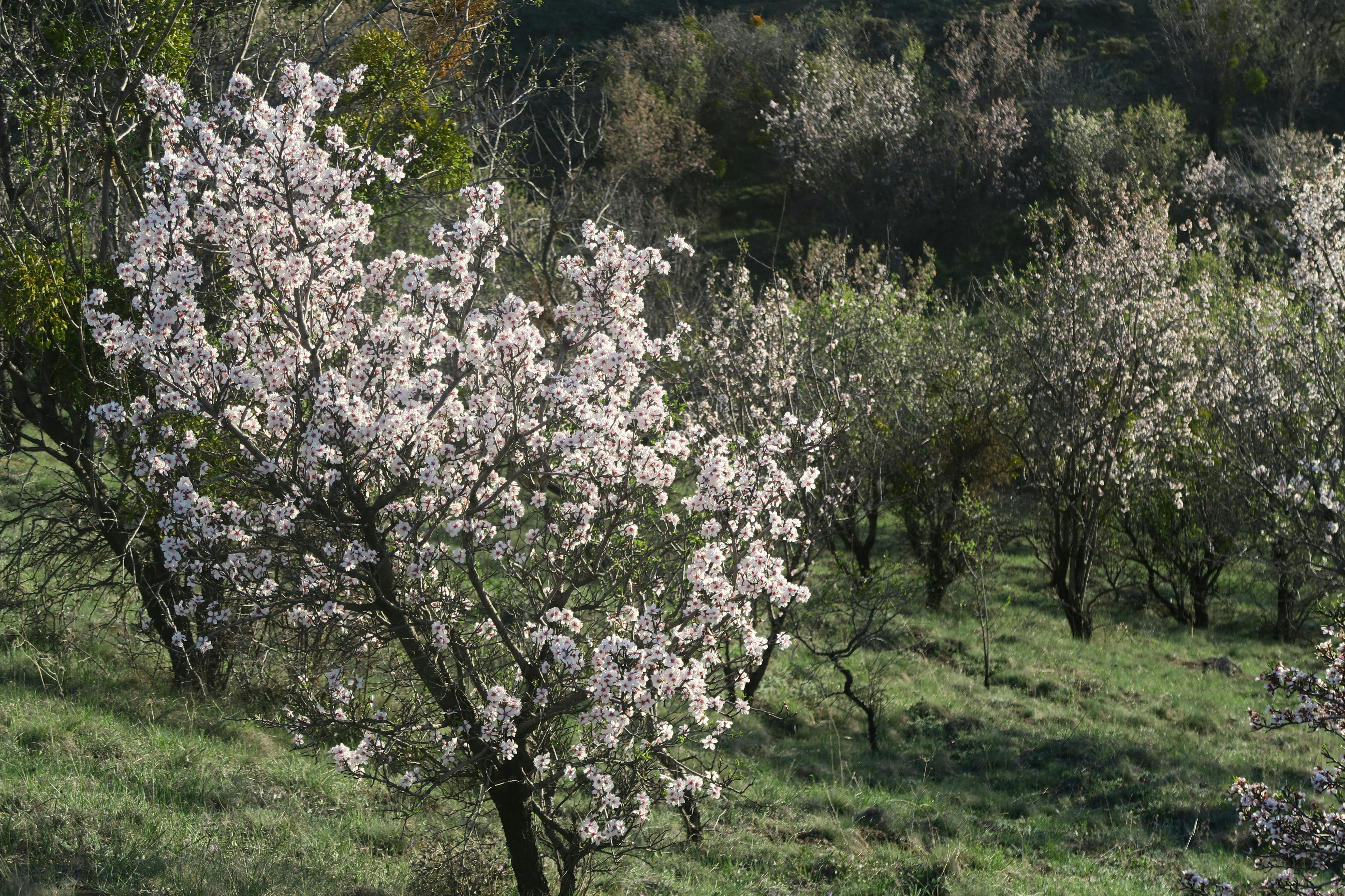 A serene spring landscape with blooming flowers and green trees