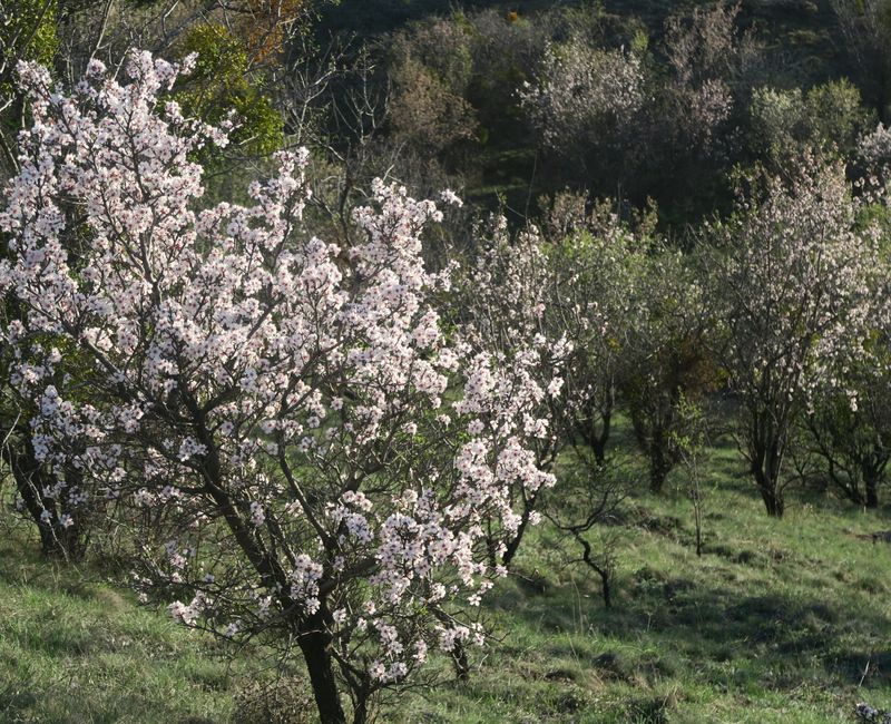 A serene spring landscape with blooming flowers and green trees