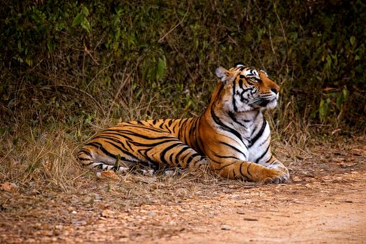 Ranthambore tiger safari (winter) — Rajasthan