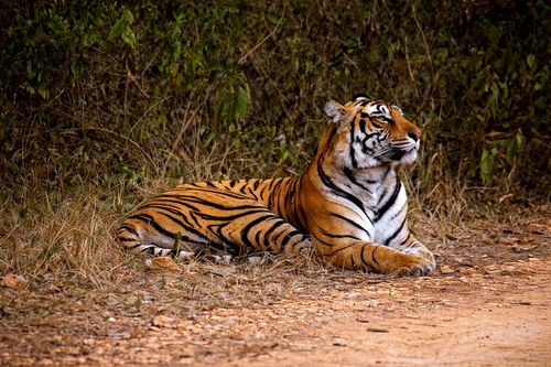 Free Majestic Bengal tiger resting in the Rajasthan forest, India. Stock Photo