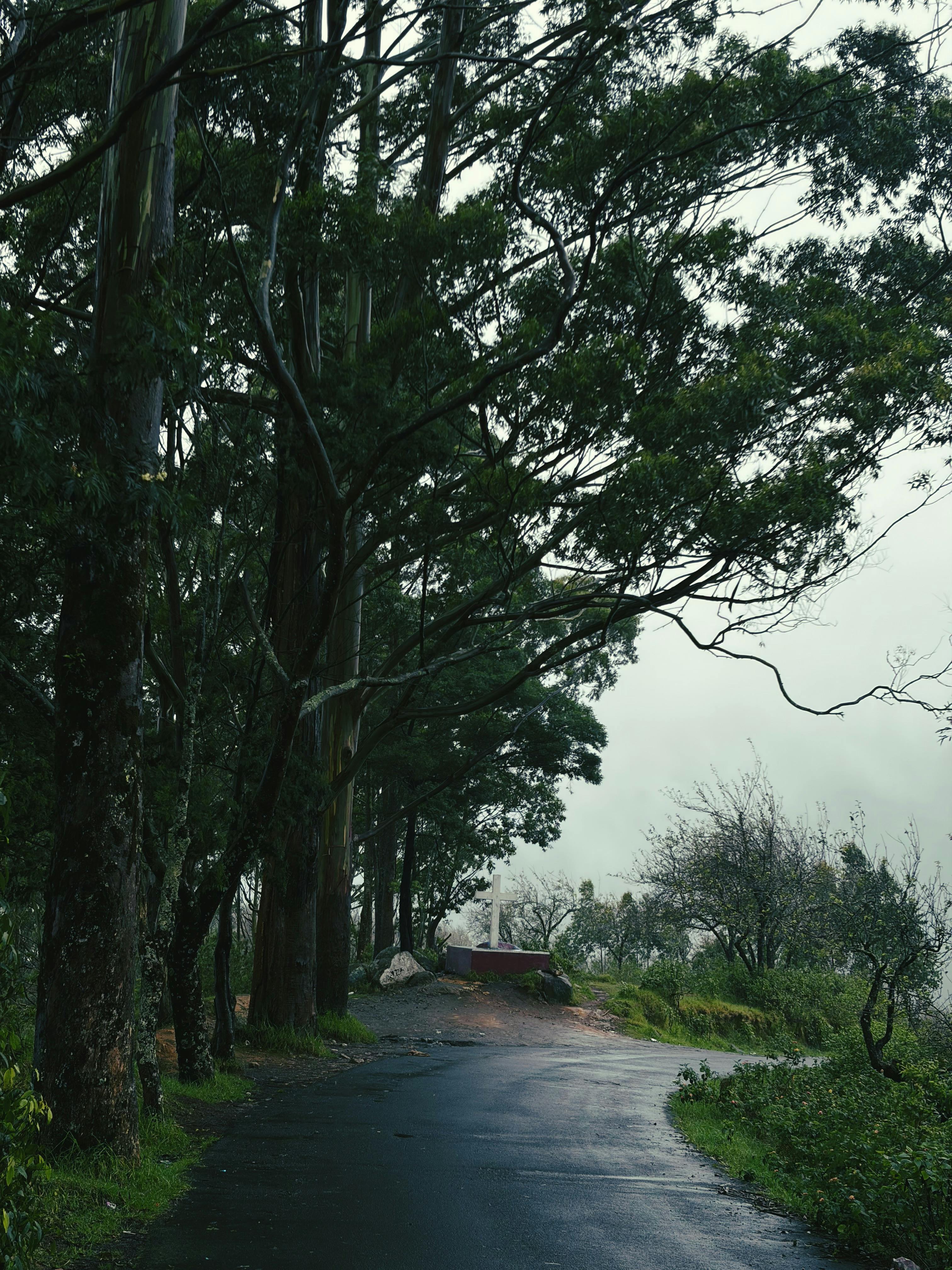 Ponmudi scenic drive