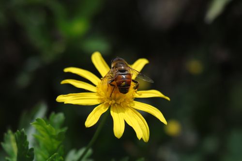Free A detailed shot of a bee pollinating a vibrant yellow chrysanthemum in a natural outdoor setting. Stock Photo