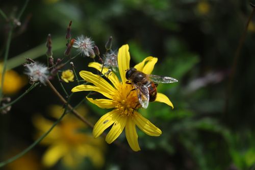 Free Close-up of a honeybee pollinating a vibrant yellow wildflower in spring, enhancing biodiversity. Stock Photo
