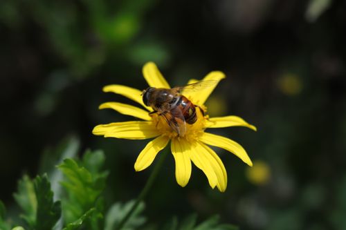 Free Close-up of a bee on a yellow daisy, capturing spring's essence outdoors. Stock Photo