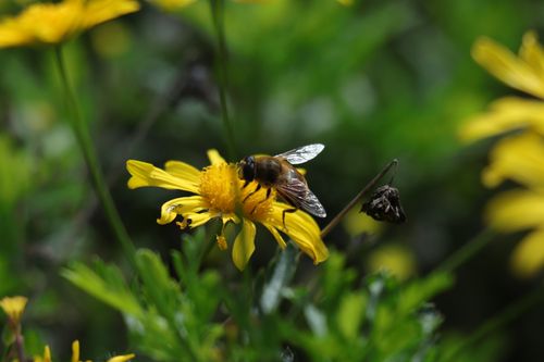 Free Close-up of a bee pollinating a yellow flower, showcasing spring flora and nature. Stock Photo