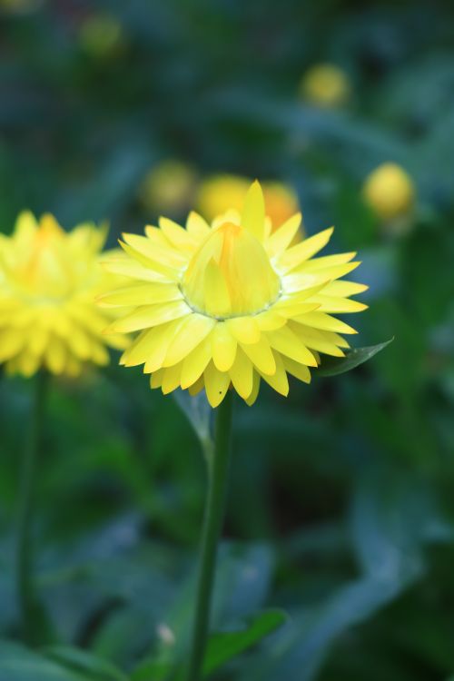 Free Close-up of a vivid yellow everlasting flower in full bloom against a lush green background. Stock Photo