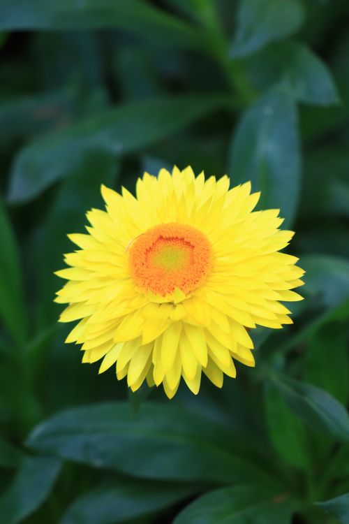 Free Close-up of a bright yellow chrysanthemum flower in full bloom, showcasing its vibrant petals against lush green foliage. Stock Photo