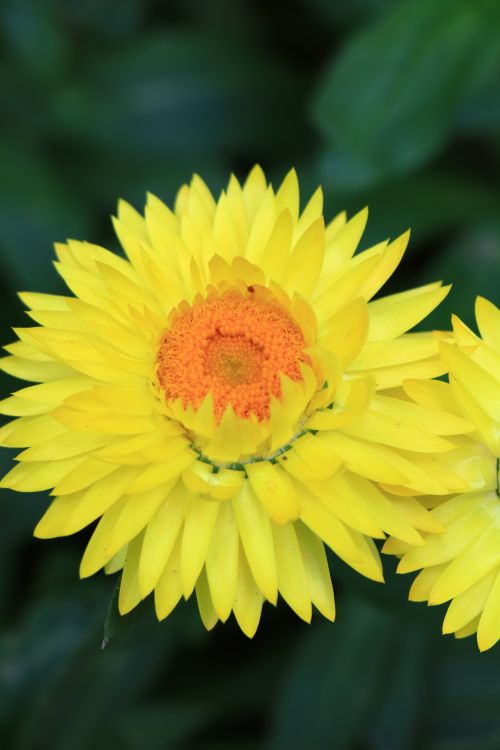 Free Bright yellow chrysanthemum in full bloom, perfect for spring-themed designs. Stock Photo