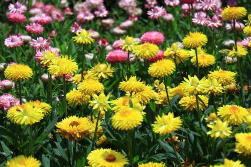 Free A colorful field of yellow and pink chrysanthemums in full bloom, capturing the essence of spring beauty. Stock Photo