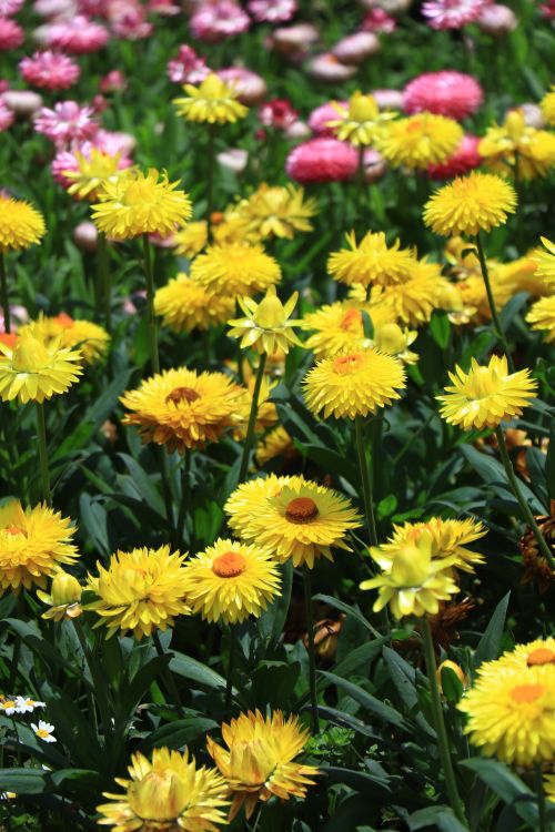 Free Vibrant yellow chrysanthemums blossoming in a field during springtime. Stock Photo