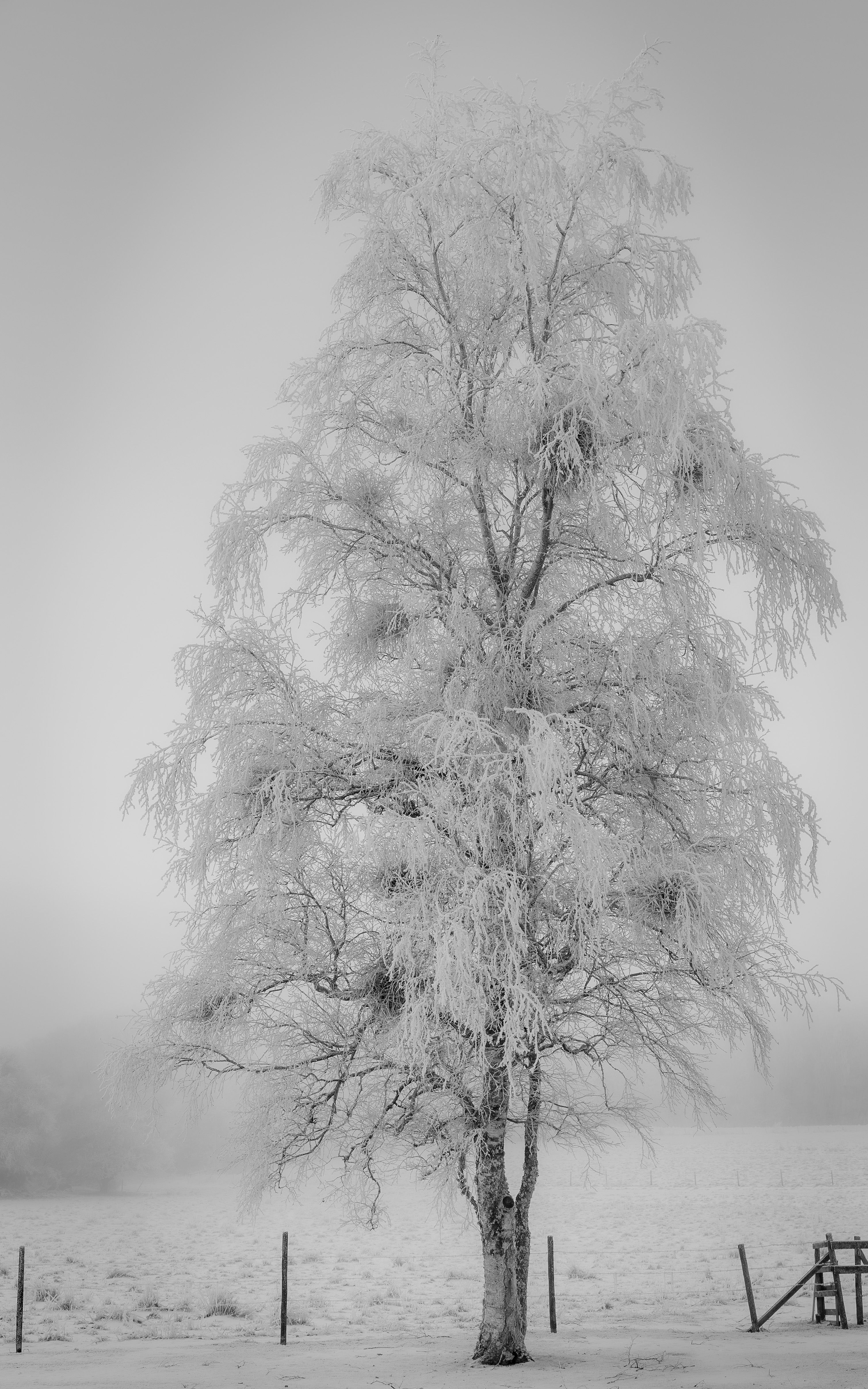 A majestic frosty birch tree stands in a serene winter landscape, evoking tranquility.