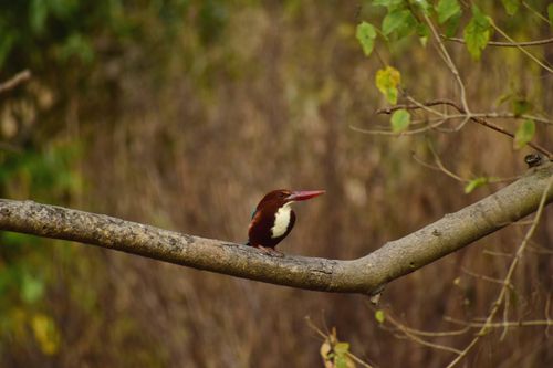 Free White-throated Kingfisher perched on a branch in a natural setting. Stock Photo