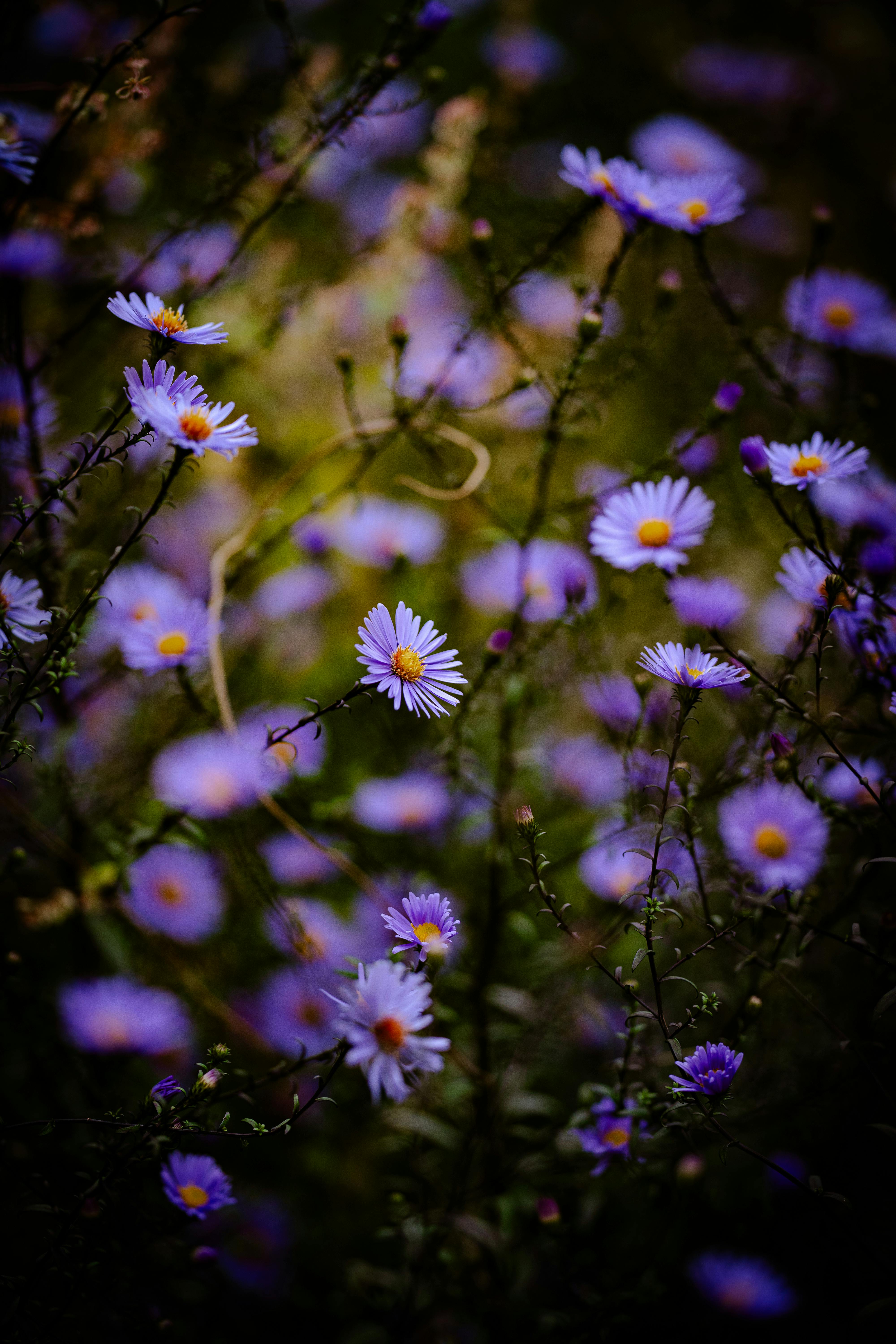 [ColoSach]-beautiful-close-up-of-purple-asters-in-a-dreamy-outdoor-setting,-glowing-in-natural-light.