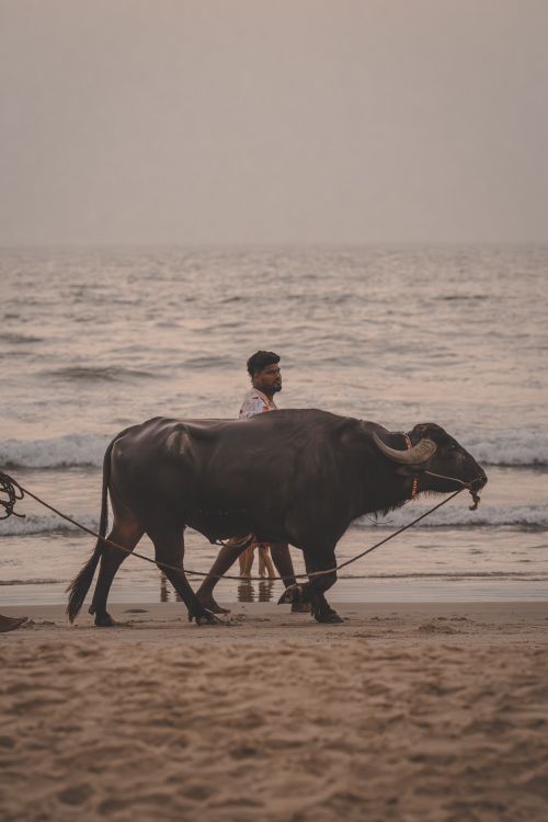 Free A man walking with a buffalo on a sandy beach during sunset, creating a serene coastal scene. Stock Photo