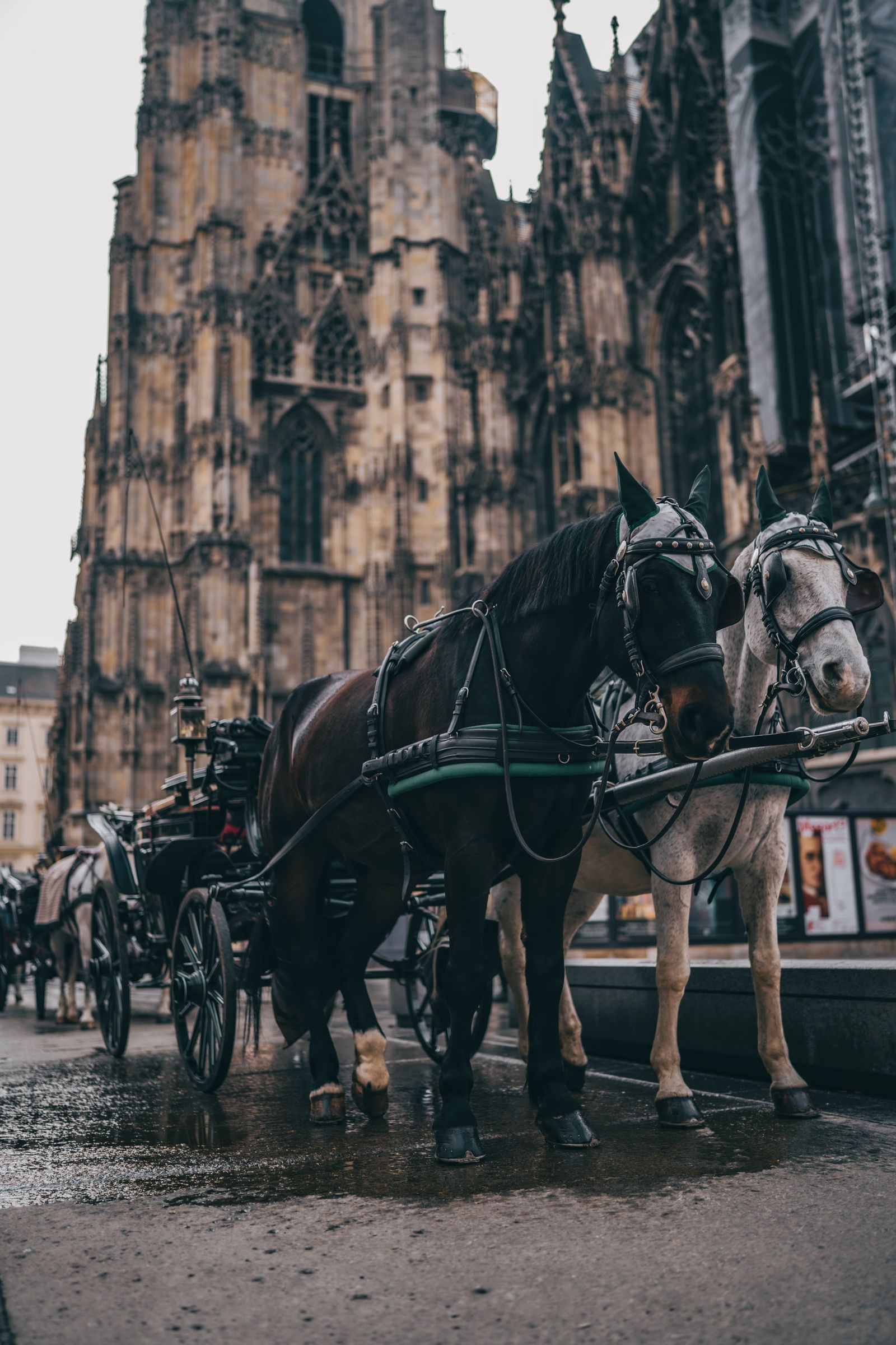 A Horse Drawn Carriage outside St. Stephen's Cathedral · Free Stock Photo