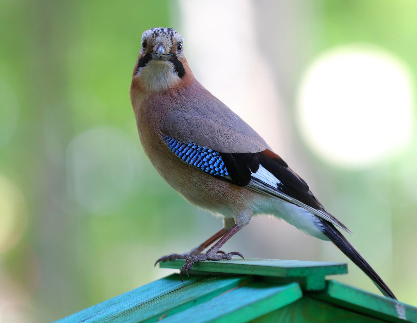 Close-up of a Eurasian Jay bird perched on green wood in a natural setting.