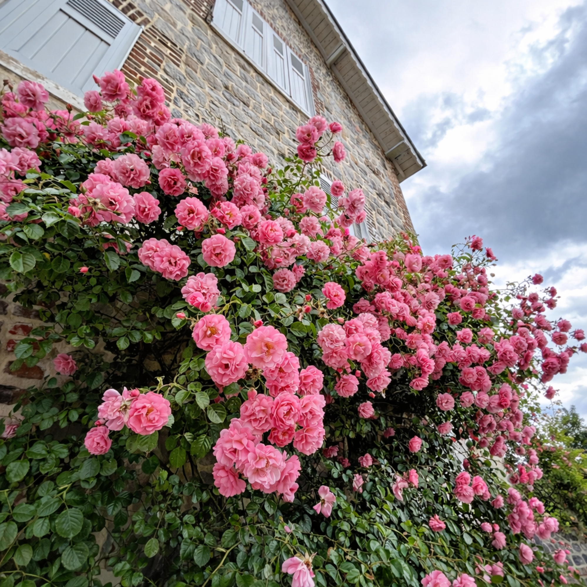 Vibrant pink roses climbing up a stone house wall in Saint-Valery-en-Caux, France.