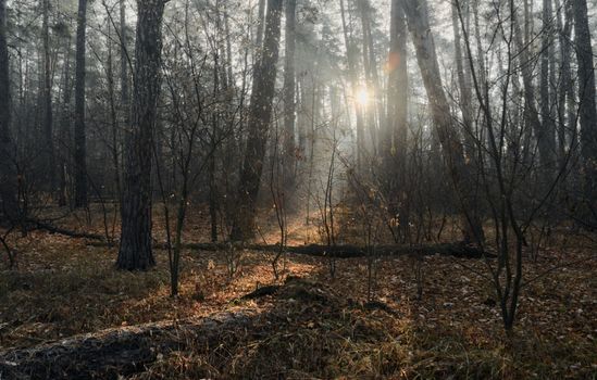 Sunlight streaming through a quiet autumn forest, casting gentle rays on a path.