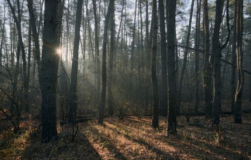 Free Serene autumn forest with sun rays streaming through tall pines, creating a tranquil morning landscape. Stock Photo