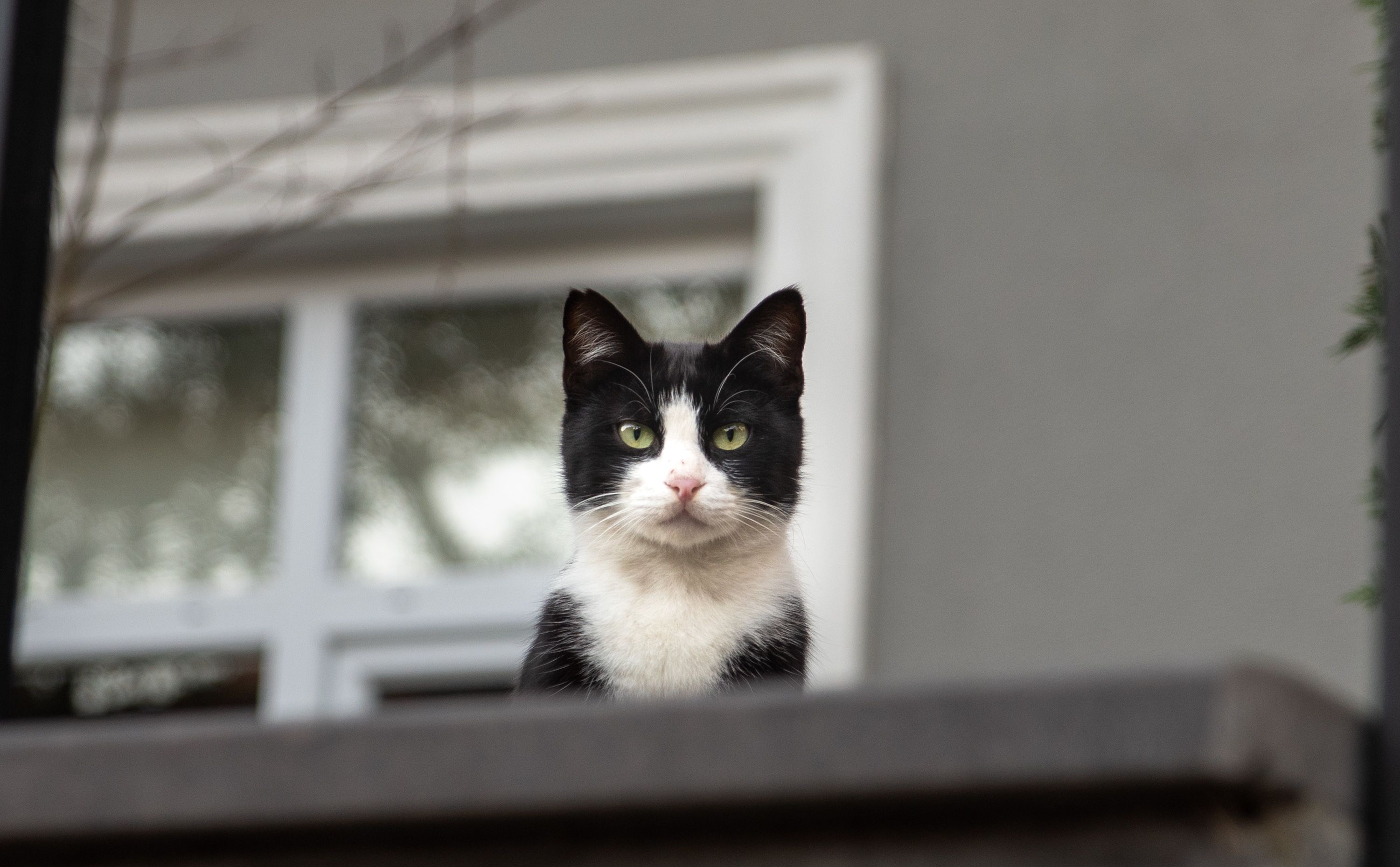 The £14,000 Cat Bill: Global Crisis in Veterinary Healthcare Costs — Photo by Özgür Akdeniz on Pexels