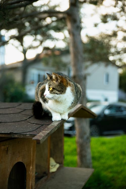 Free A striped tabby cat sits comfortably on a small wooden house roof in a serene garden setting. Stock Photo