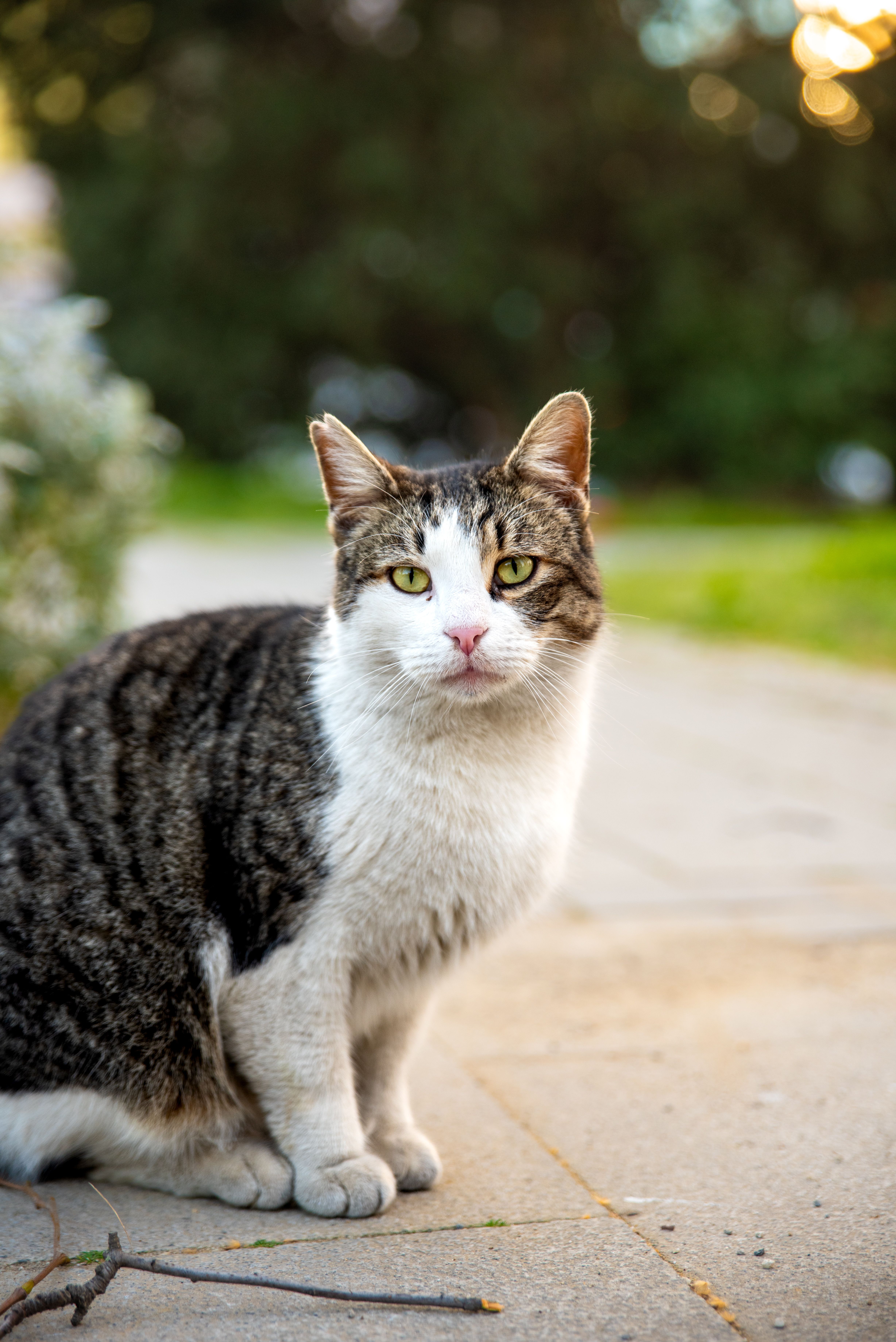 Outdoor Portrait of a Domestic Cat on a Path · Free Stock Photo