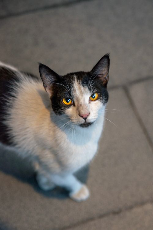 Free Adorable black and white street cat with striking eyes looking up at the camera. Stock Photo