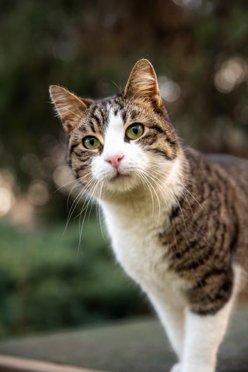 Free Charming close-up of a curious tabby cat outdoors with a soft focus background. Stock Photo