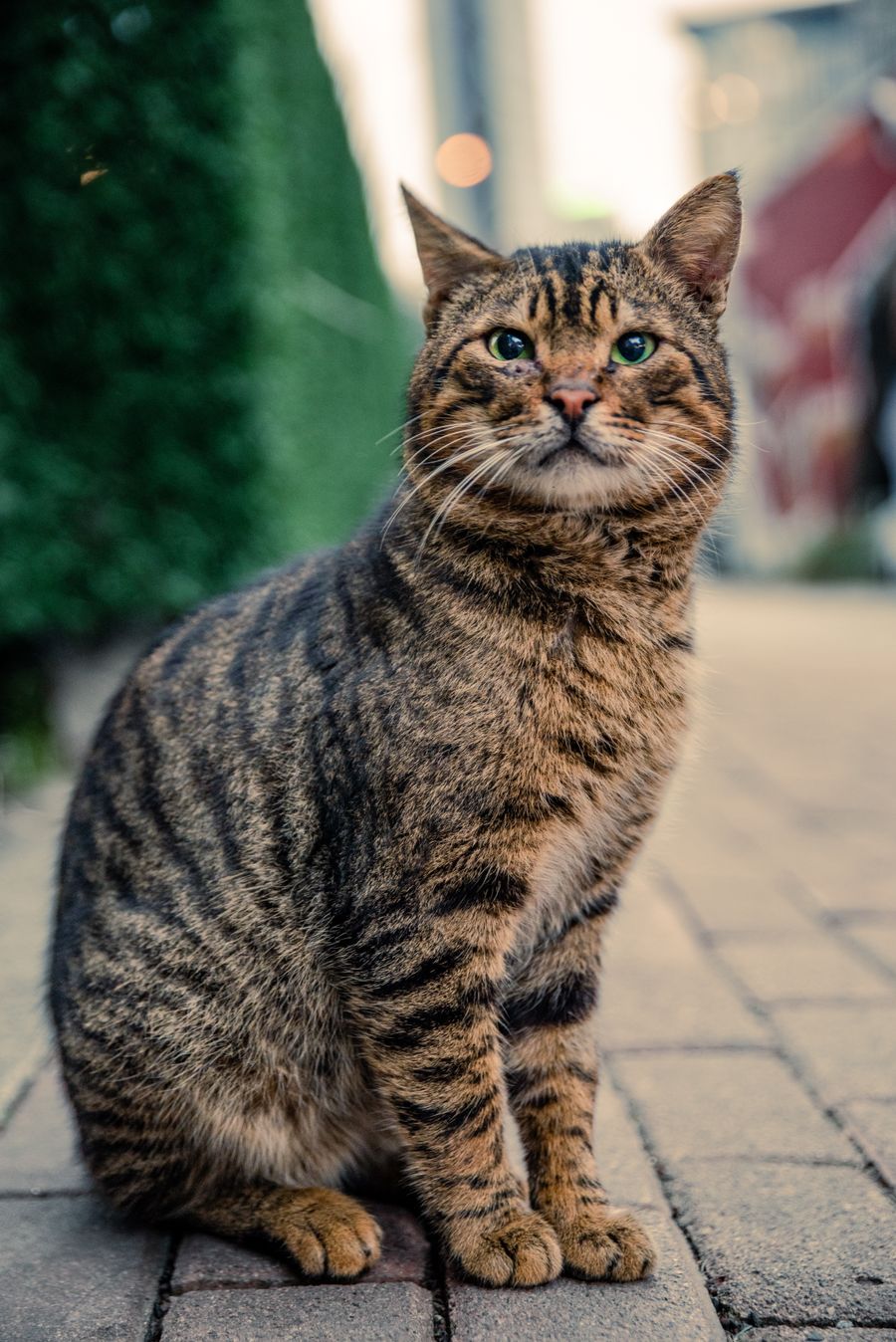 Gato callejero sentado en una acera de la ciudad mirando a la cámara