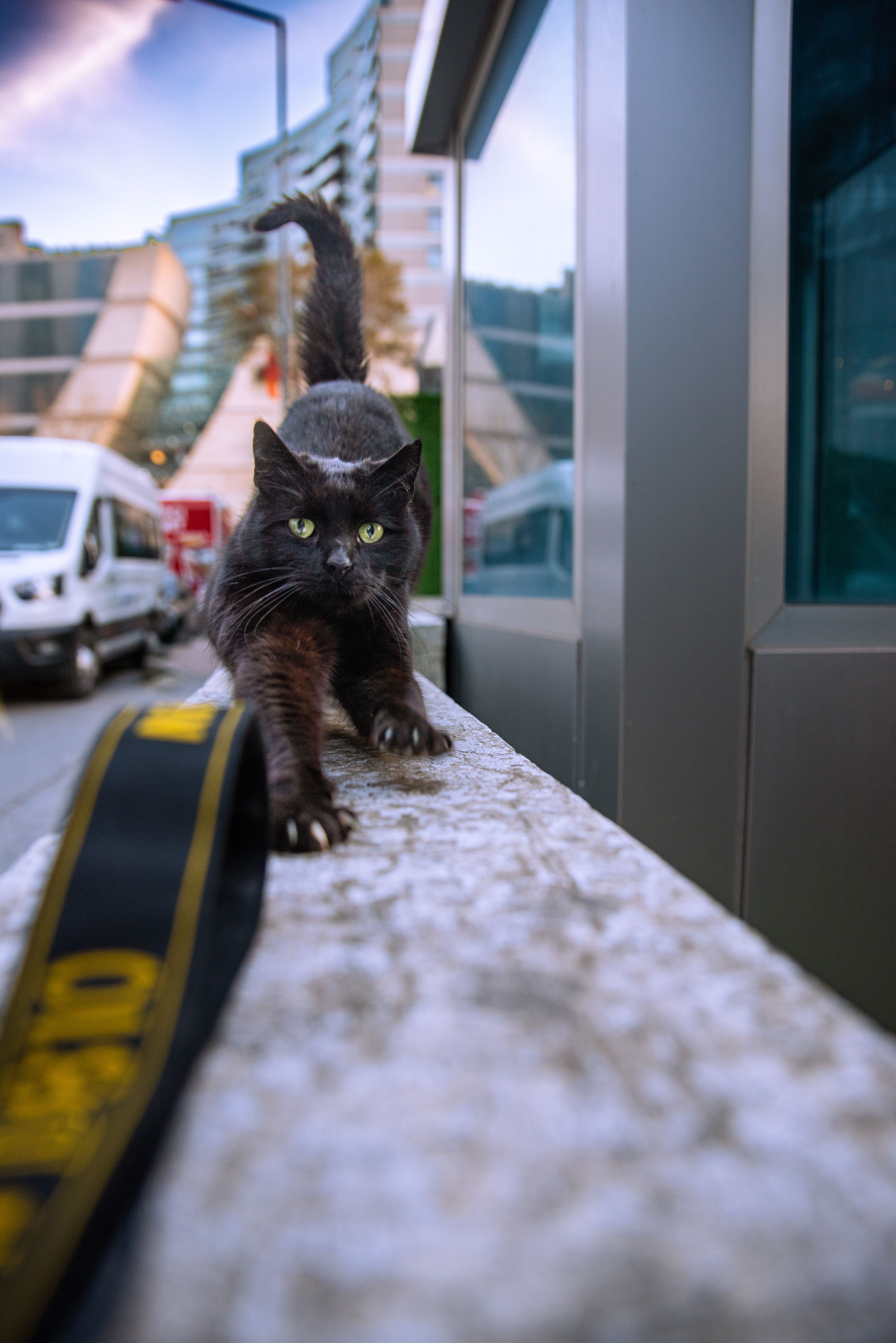 Urban Black Cat with Green Eyes on a Wall · Free Stock Photo