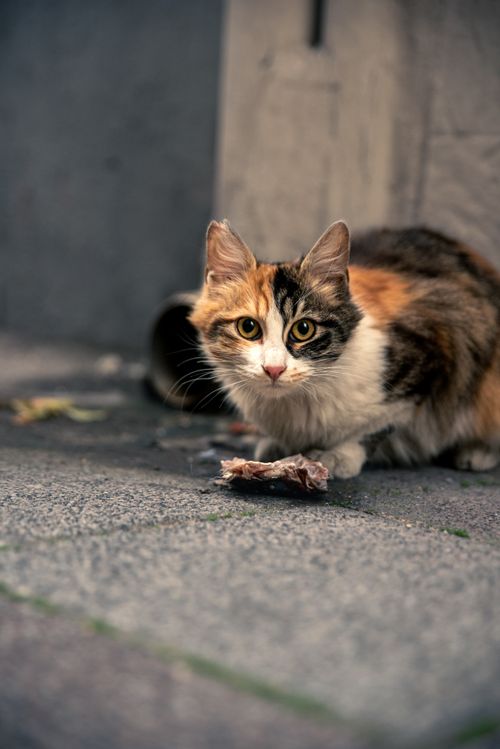 Free A close-up shot of a calico cat in a city alleyway, highlighting its piercing gaze. Stock Photo