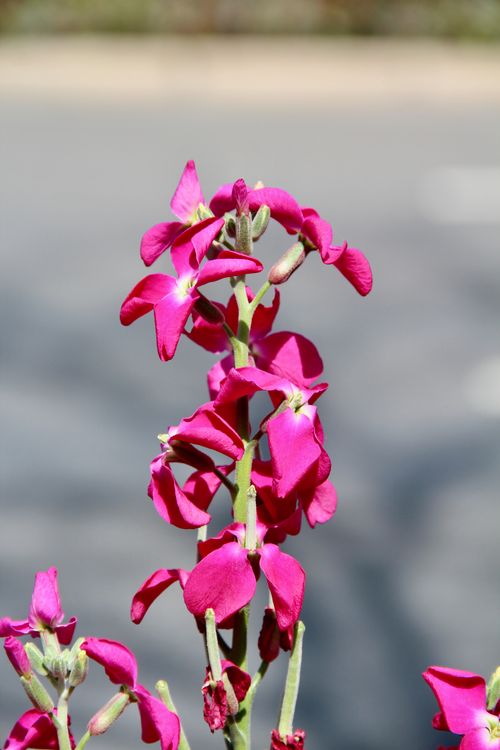 Free Vibrant pink flowers blooming in the sunlight on a Shanghai street, capturing spring's essence. Stock Photo