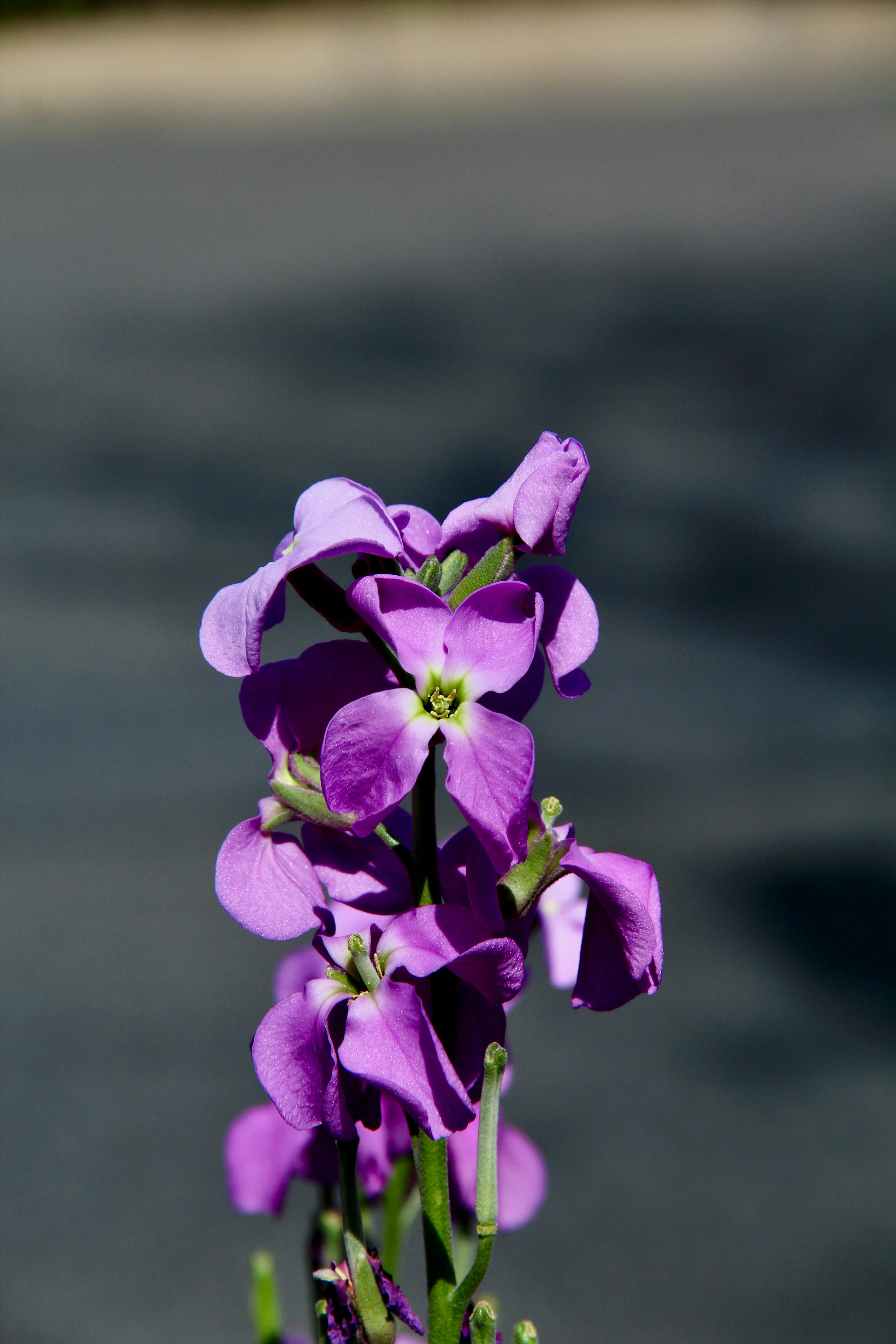 [ColoSach]-close-up-of-vibrant-purple-flowers-blooming-against-an-urban-street-backdrop.
