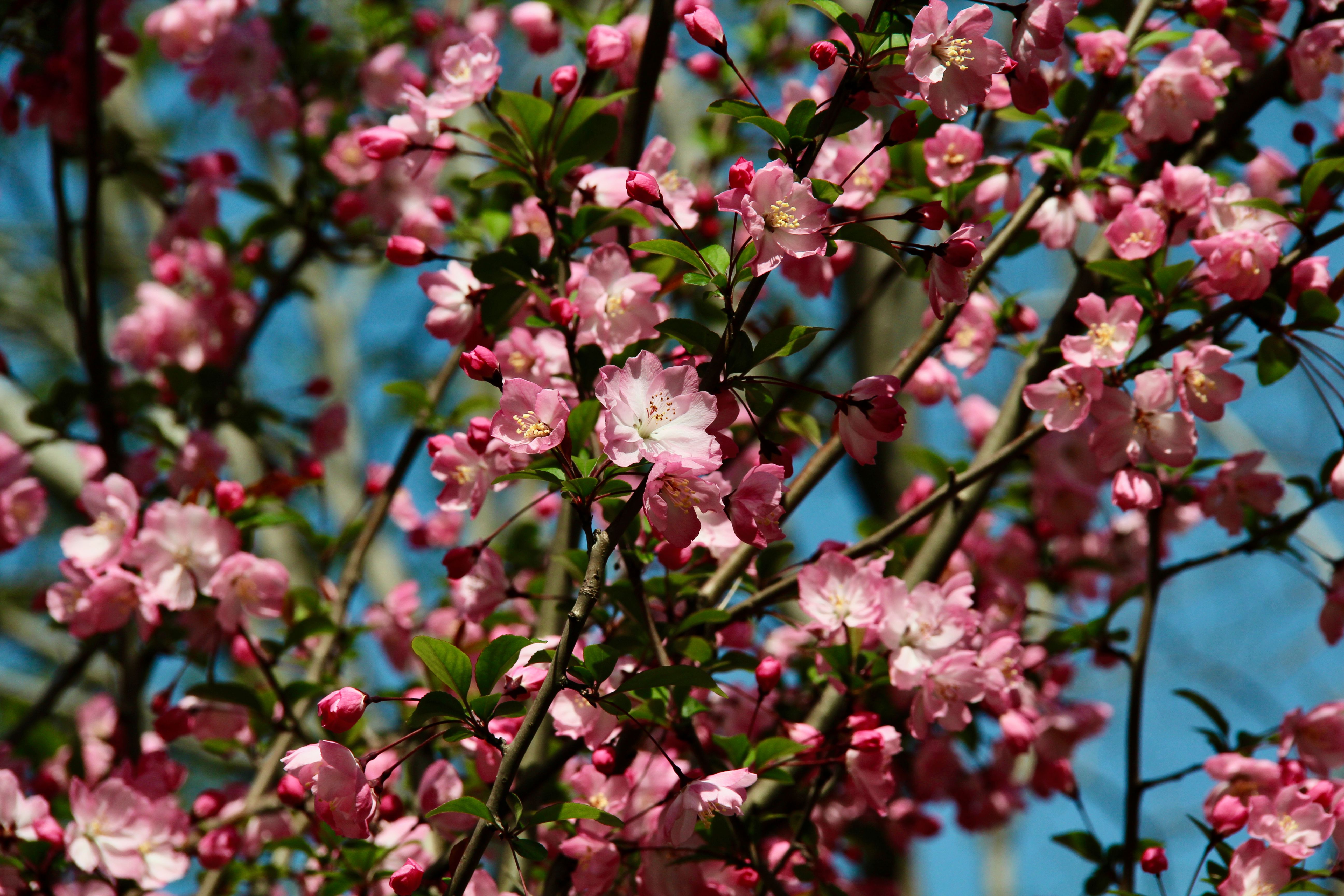 Multiseasonal