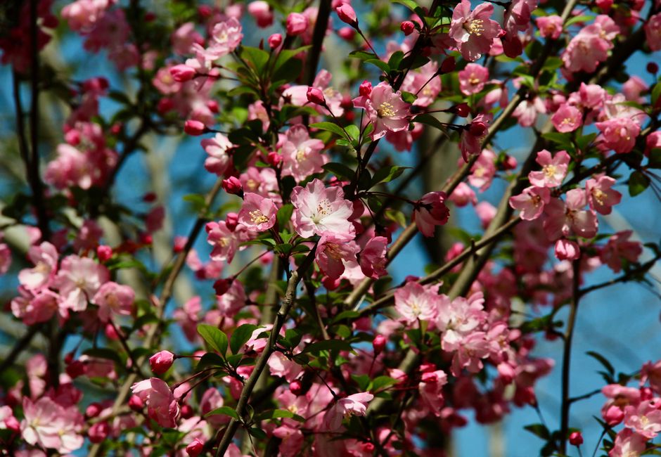 Multiseasonal