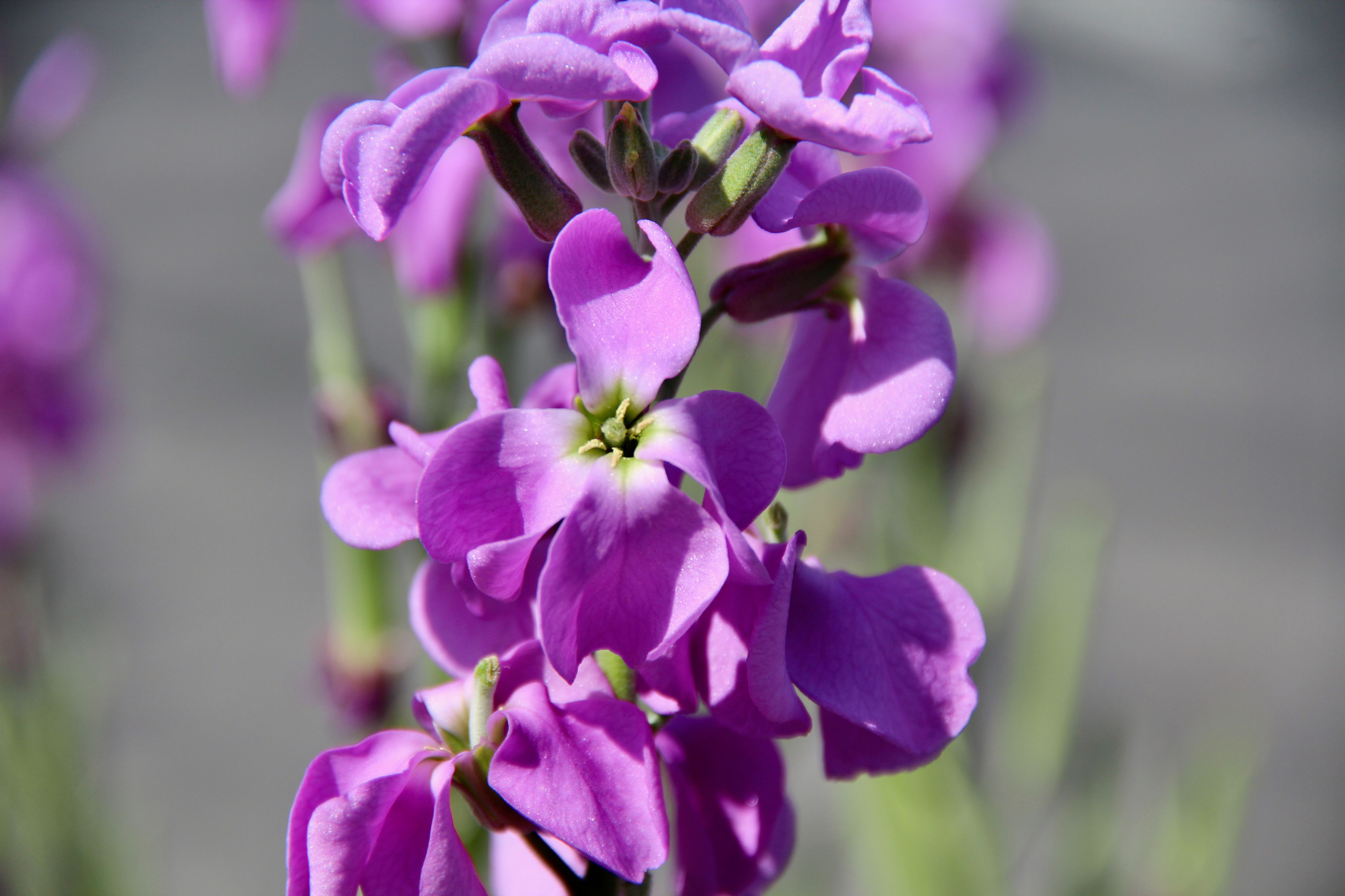Close-up of Vibrant Purple Matthiola Flowers · Free Stock Photo