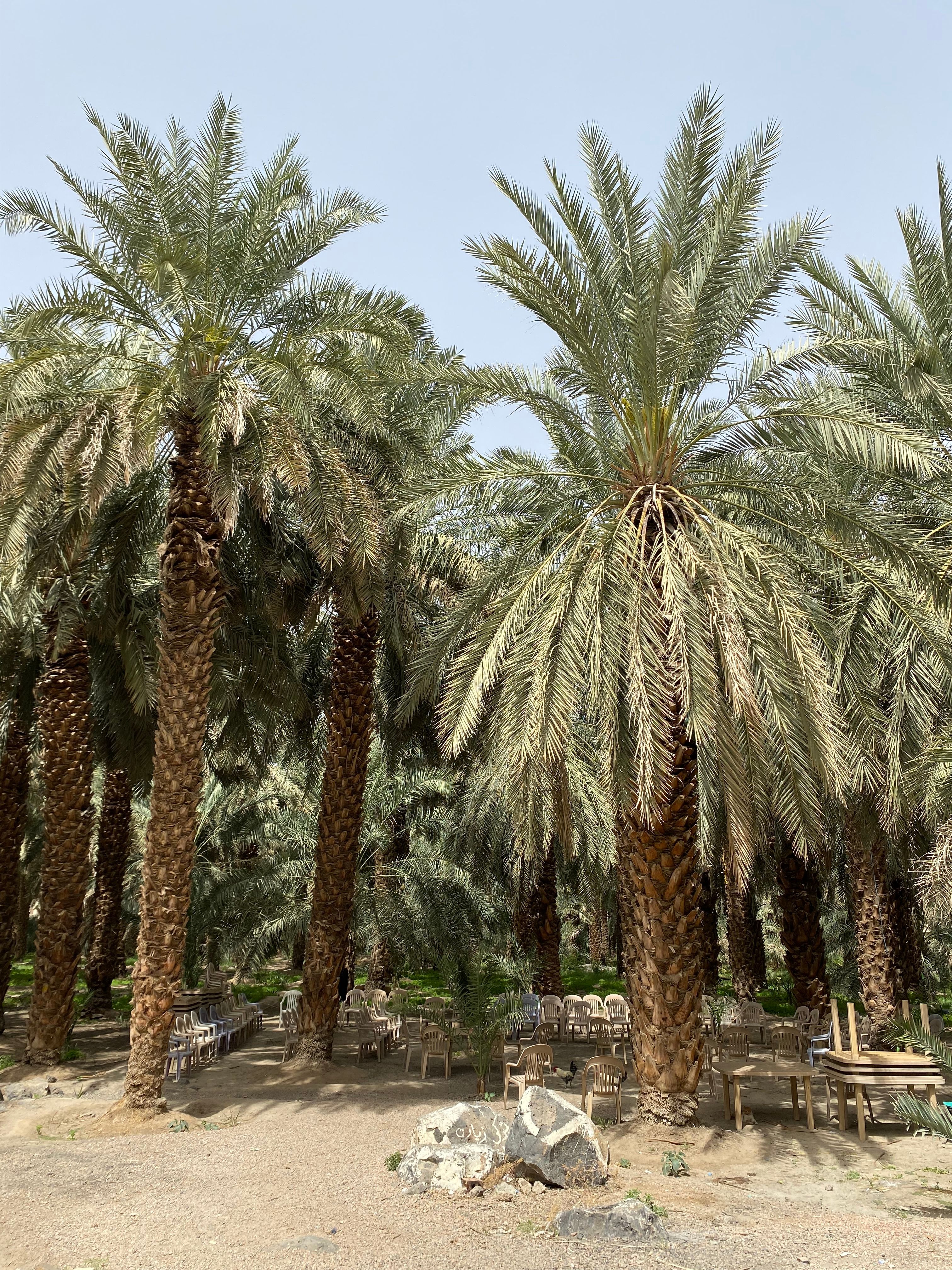Palm Trees in Medina Oasis, Saudi Arabia · Free Stock Photo