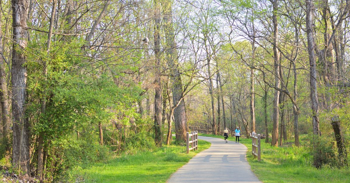 A scenic walkway through lush spring woods in Charlotte, ideal for leisure walks and outdoor exercise.