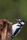woodpecker
