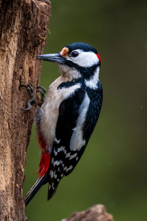 Free Great Spotted Woodpecker perched on a tree trunk in a natural setting. Stock Photo