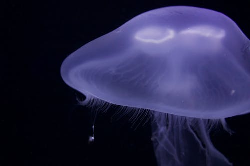 Blue Jellyfish in Black Background