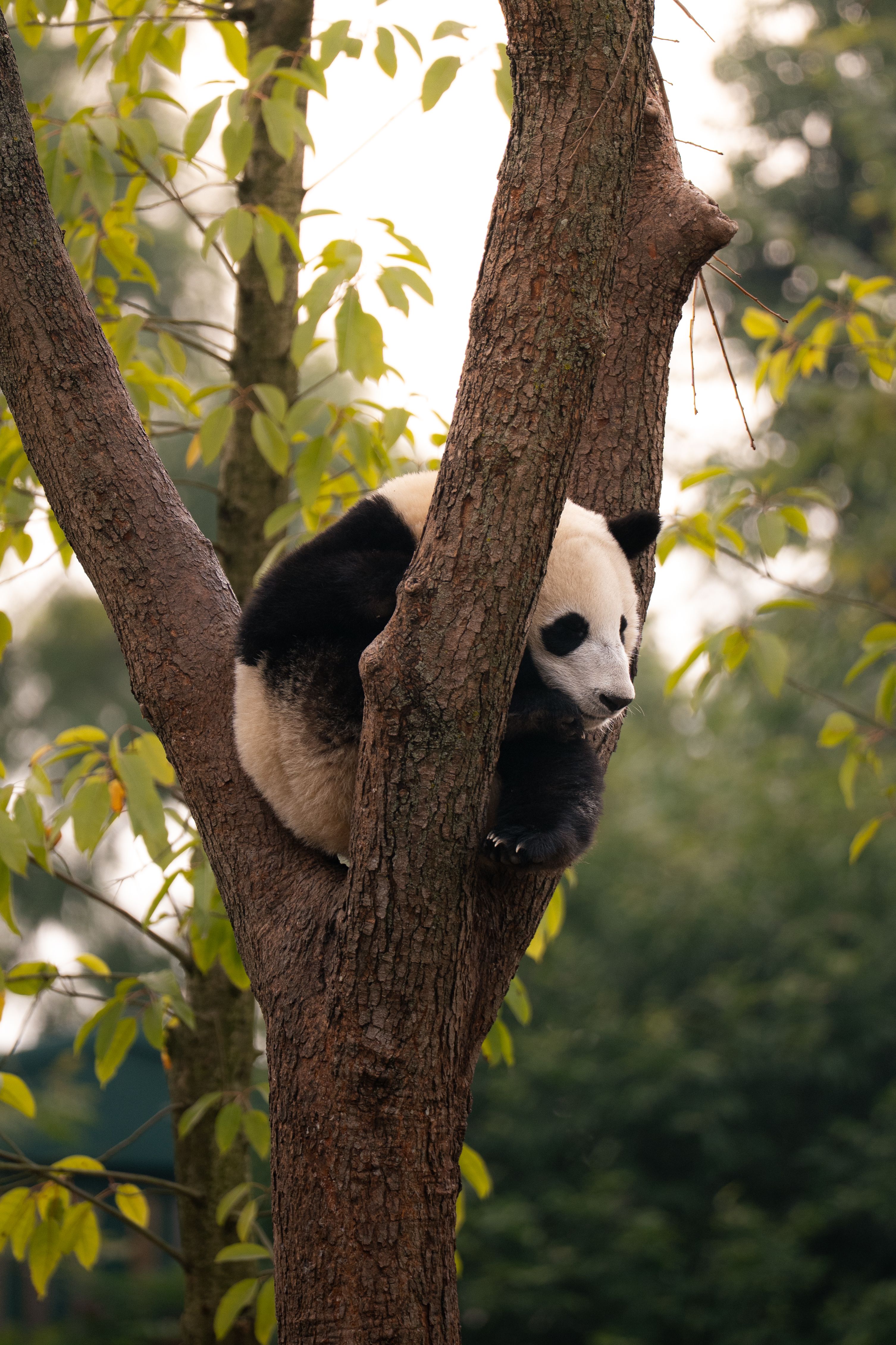A giant panda resting on a tree branch in Chengdu, China, showcasing its natural habitat.
